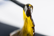 Cannabis Concentrates - Shatter Wax made from legal recreational and medical marijuana