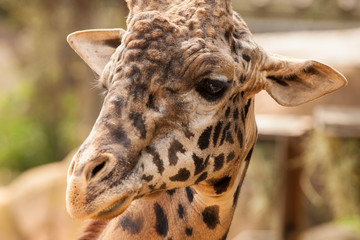 captive Masai Giraffe