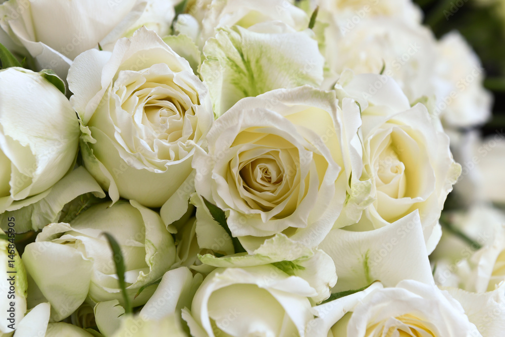 White roses background Stock Photo | Adobe Stock