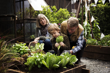 Family picking vegetable from backyard garden