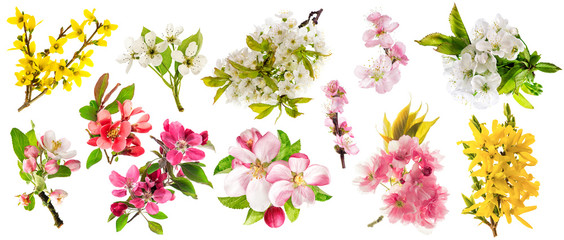 Wall Mural - blossom apple tree cherry twig pear almond forsythia set spring flowers