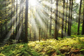  Morning in the forest