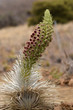 The Mauna Kea silversword, Argyroxiphium sandwicense, a highly endangered flowering plant endemic to the island of Hawaii