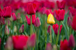 Bright yellow tulip stands out in a field of red tulips
