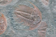 Fossil of trilobite - detail view