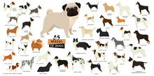 Breeds Of Dogs Isolated Objects