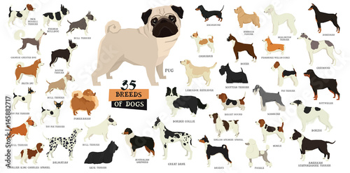Fotomural Breeds of dogs Isolated objects