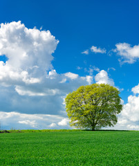 Wall Mural - Einzelner Baum, grünes Feld, blauer Himmel, weiße Wolken, Landschaft mit Ahorn im Frühling