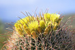 Big Blooming Cactus with Yellow Flowers in Anza Borrego Desert, California