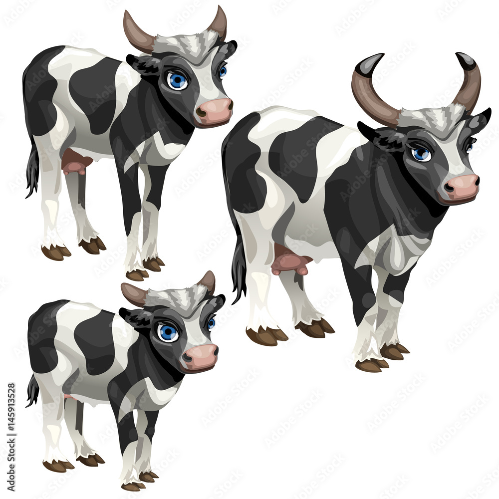 Maturation stages of cow, three stages of growth Stock Vector | Adobe Stock