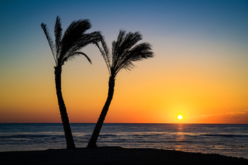 Wall Mural - Sonnenaufgang unter Palmen