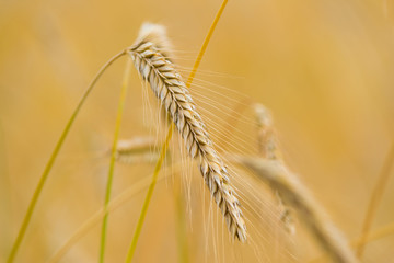 field of ripe wheat