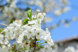 Fototapeta Kwiaty - In the spring apple blossoms