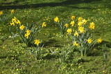 Fototapeta Storczyk - Narzissenblüte  (Narcissus Pseudonarcissus)