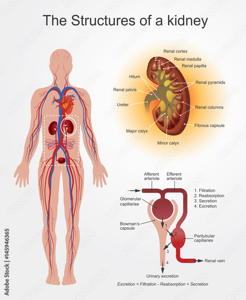 Structures of Kidney. part of human body. Anatomy Arts Vector graphic. - obrazy, fototapety, plakaty 