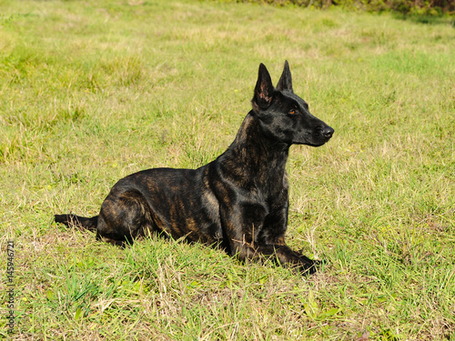 Dutch Shepherd Dog Buy This Stock Photo And Explore Similar