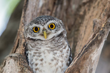 Spotted Owl Portrait