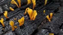 Jelly Fungus On Burnt Wood