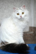 © Evdoha - Turkish van cat