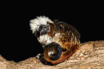 Cotton-top tamarin (Saguinus oedipus) sitting on a tree trunk on a black background