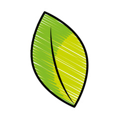 leaf plant isolated icon vector illustration design