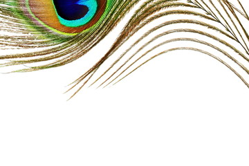 Sticker - peacock feathers in white background with text copy space