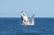 © Patrick Masse - Humpback whale jumping out of water