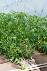 Wall Mural - Tomato seedling before planting into the soil, greenhouse plants, drip irrigation, greenhouse cultivation of tomatoes in agriculture, hard-working farmer hands