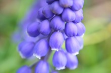 Closeup On A Cluster Of Blue Purple Clusters Of Grape Hyacinths