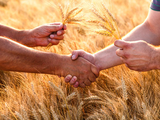 Farmers handshake over the wheat corp, close up.