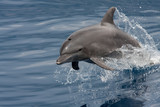 dolphin jumping out of the water