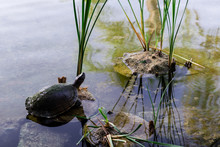 Turtle In Pond