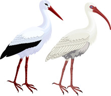Vector American White Ibis (Eudocimus Albus) And White Stork (Ciconia Ciconia)
