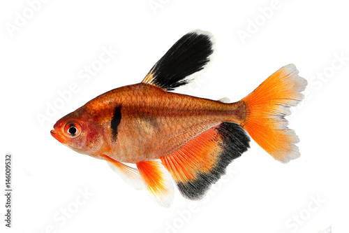 Fényképezés Long Finned Serpae Tetra Barb Hyphessobrycon eques aquarium fish
