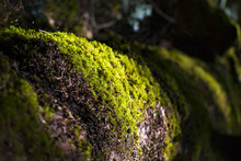 Moss On A Giant Fallen Redwood Tree