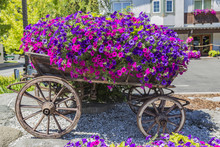 Wagon Filled With Flowers