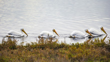 White Pelicans Swimming In A Row 