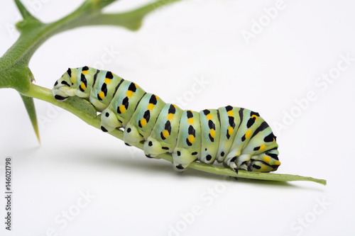 Fotografía Swallowtail caterpillar (Papilio machaon) in San Jose California