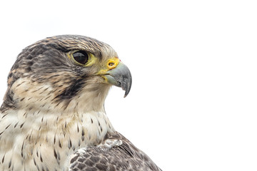 Poster - Portrait of a saker peregrine cross hybrid falcon looking right isolated on white