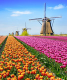 Magical fairy fascinating landscape with flowers tulip field in Holland, Europe (meditation, anti-stress, Harmony - concept)