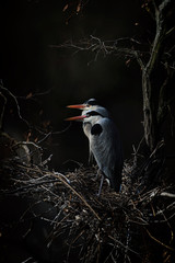 Wall Mural - Pair of Grey Heron on nest