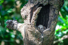 Baby Owls Inside Tree Hole