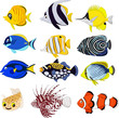 Cartoon tropical fish collection set