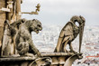 Mythical creature gargoyle on Notre Dame de Paris. View from the tower.
