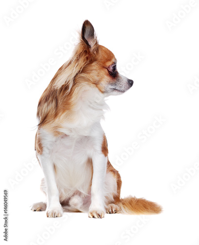Sitting Long Haired Chihuahua Dog Isolated On White Looking To The