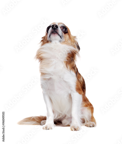 Sitting Long Haired Chihuahua Dog Isolated On White Looking Up