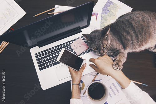 Fototapeta na szkło Working concept - girl with her assintant cat at the office