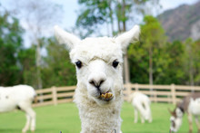 Close Up Of White Alpaca Looking Straight Ahead In The Beautiful Green Meadow, It's Curious Cute Eyes Looking In The Camera - Selective Focus On The Alpaca's Face In The Foreground.