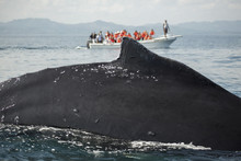 Close-up Of Whale With Tourists On Boat In Background