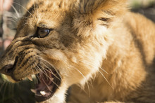 Close-up Of Lion Cub Roaring